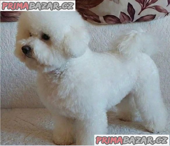 Curly Bichon