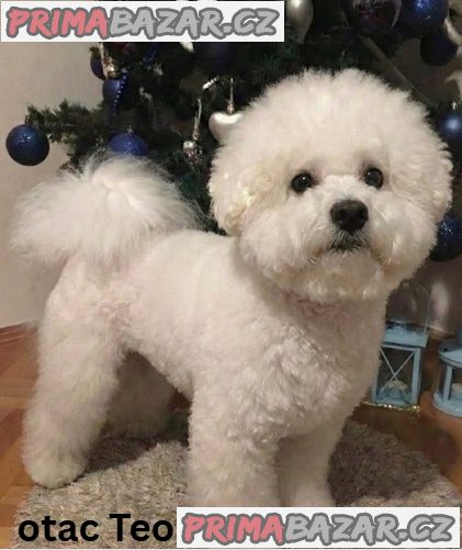 Curly Bichon