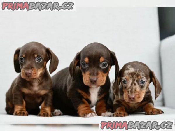 11 týdnů starý Štěňata jezevčíka