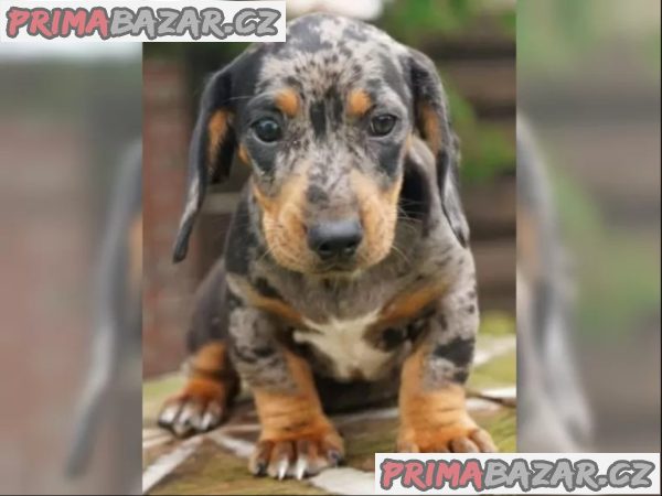 11 týdnů starý Štěňata jezevčíka