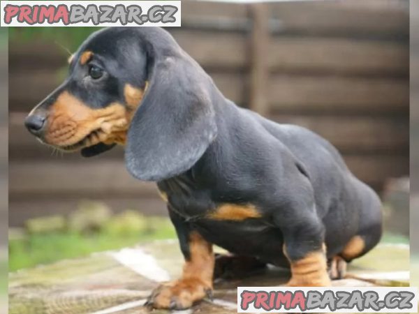 11 týdnů starý Štěňata jezevčíka