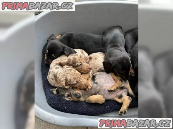 11 týdnů starý Štěňata jezevčíka