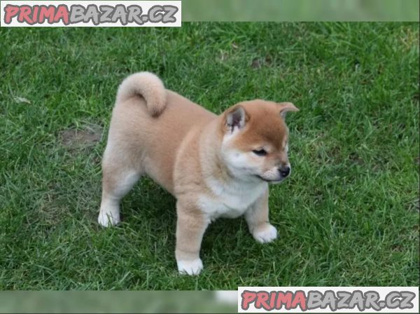 Shiba Inu červený sezam štěňata s PP