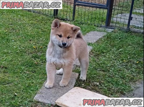 Shiba Inu červený sezam štěňata s PP