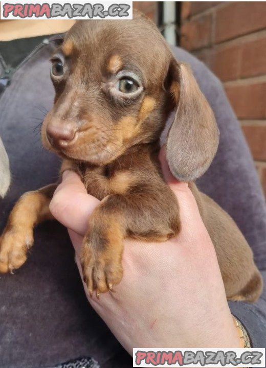 Jezevčík štěňátka s PP k odběru.