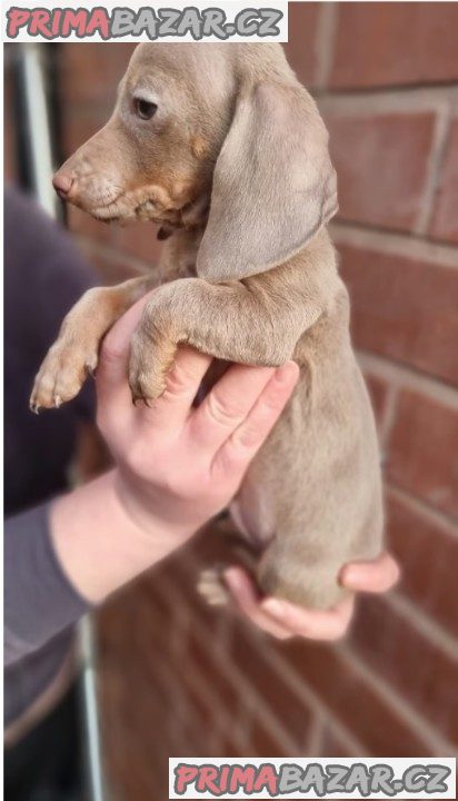 Jezevčík štěňátka s PP k odběru.