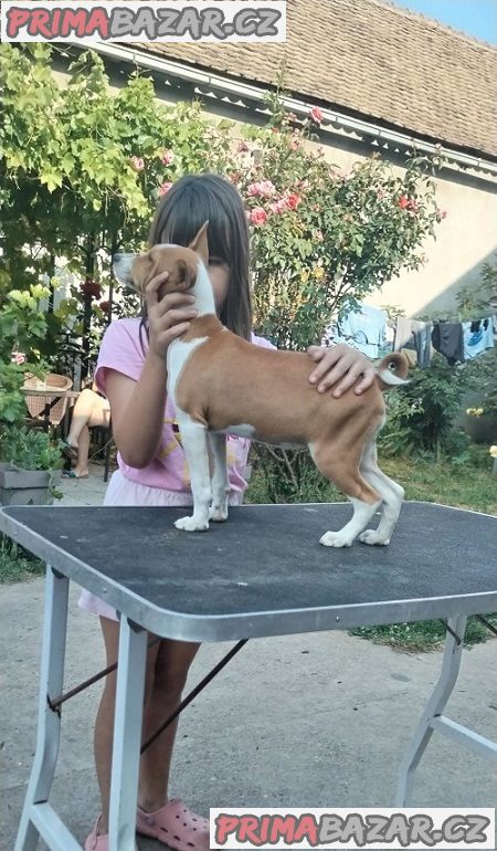 Štěňata BASENJI