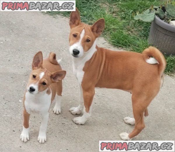 Štěňata BASENJI