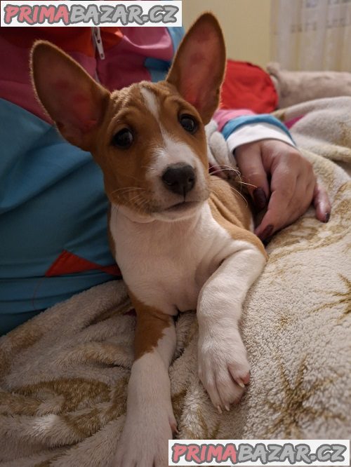 Štěňata BASENJI