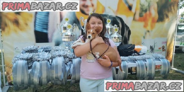 Štěňata BASENJI