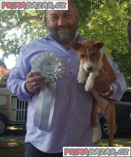 Štěňata BASENJI