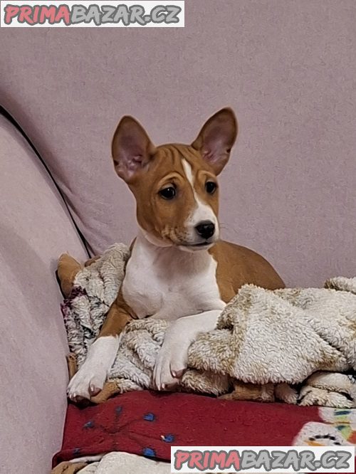 Štěňata BASENJI
