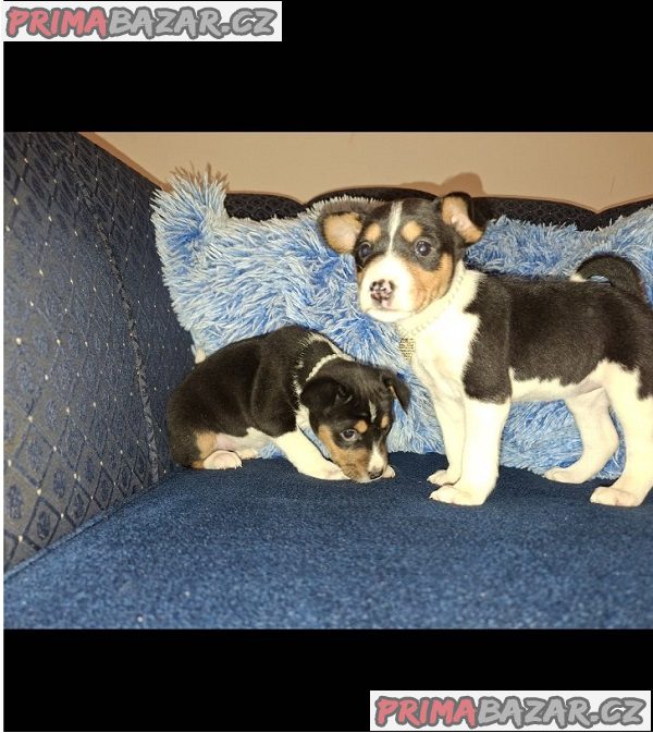 Štěňata BASENJI