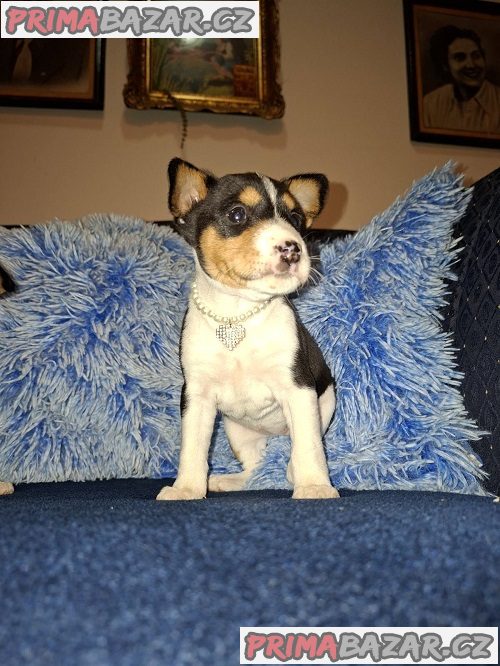 Štěňata BASENJI