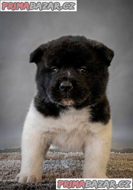 Americká Akita TOP štěňata