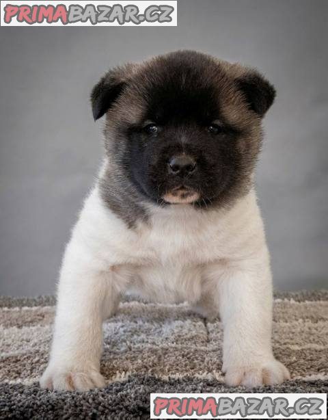 Americká Akita TOP štěňata