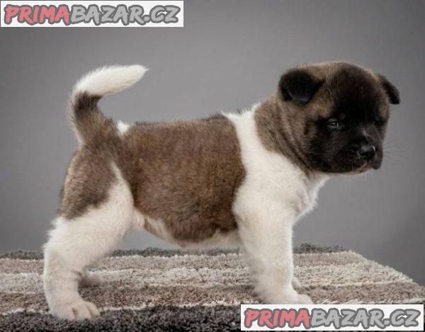 Americká Akita TOP štěňata