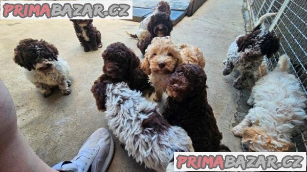 Lagotto Romagnolo, štěňata k dispozici