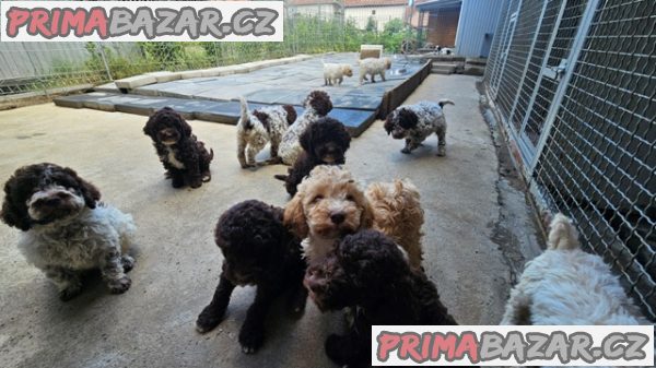 Lagotto Romagnolo, štěňata k dispozici