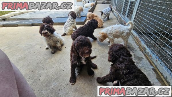 Lagotto Romagnolo, štěňata k dispozici