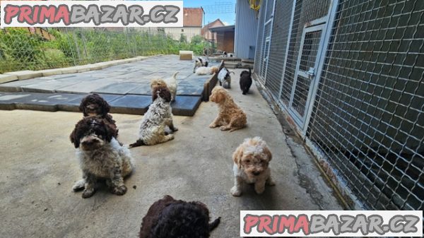 Lagotto Romagnolo, štěňata k dispozici