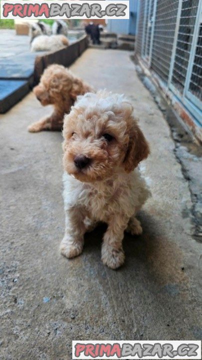 Lagotto Romagnolo, štěňata k dispozici