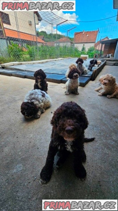 Lagotto Romagnolo, štěňata k dispozici