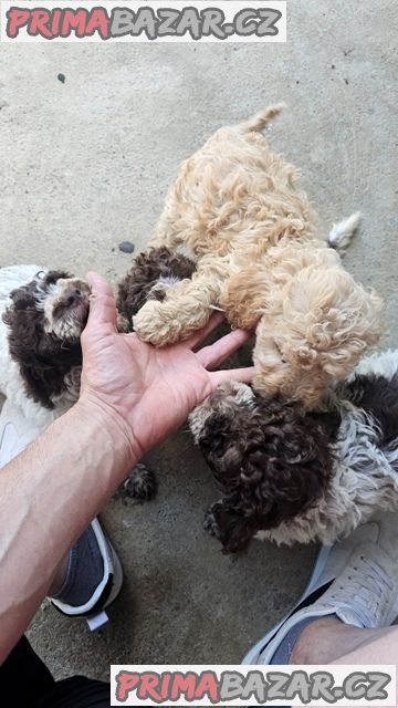 Lagotto Romagnolo, štěňata k dispozici