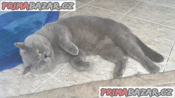 Britský kocourek ke krytí Britský kocourek ke krytí