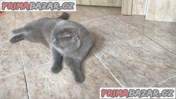 Britský kocourek ke krytí Britský kocourek ke krytí