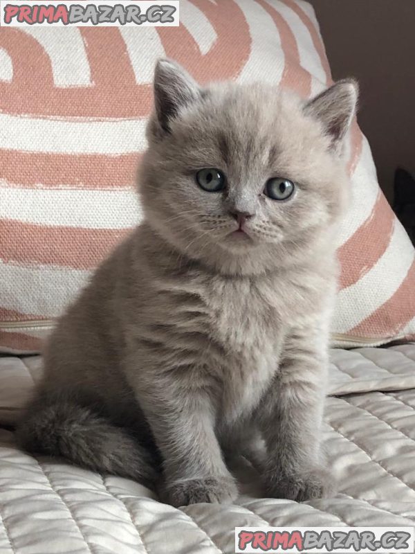 Britský kocourek ke krytí Britský kocourek ke krytí