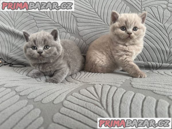 Britský kocourek ke krytí Britský kocourek ke krytí