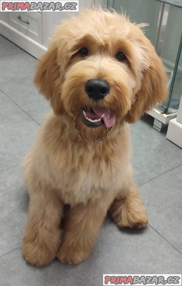 Goldendoodle