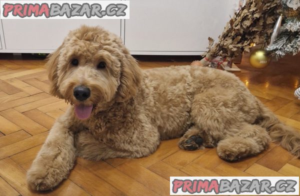 Goldendoodle