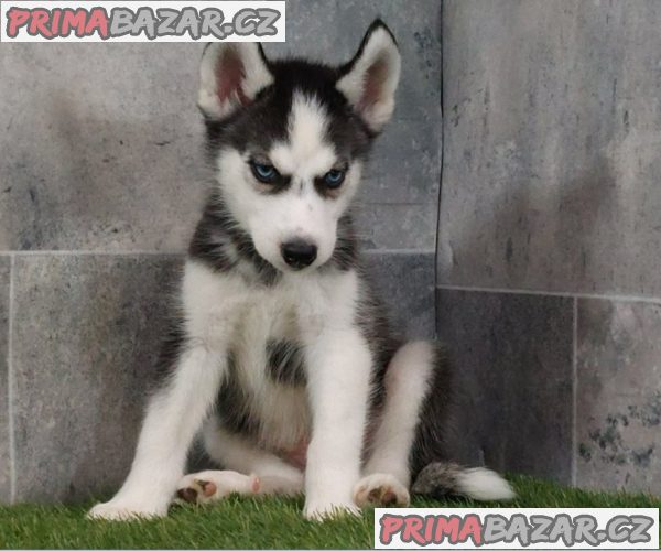Husky na prodej