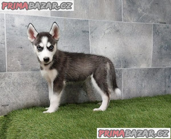 Husky na prodej