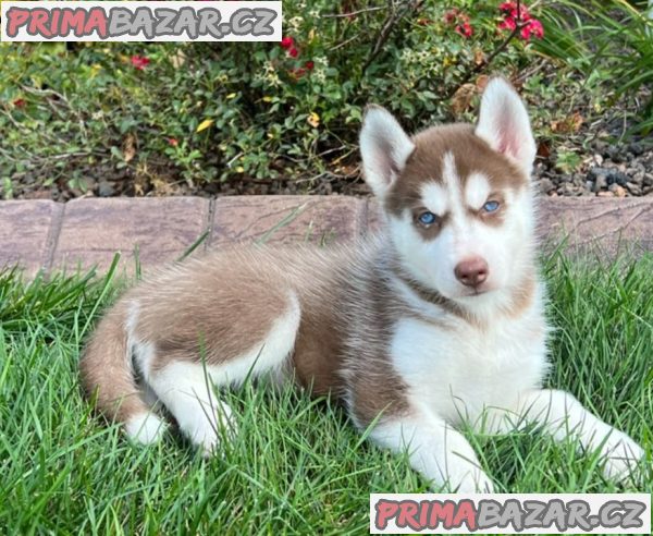 Sibiřský husky-máme k odběru krásné fenky