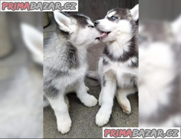 Sibiřský husky-máme k odběru krásné fenky Sibiřský husky-máme k odběru krásné fenky
