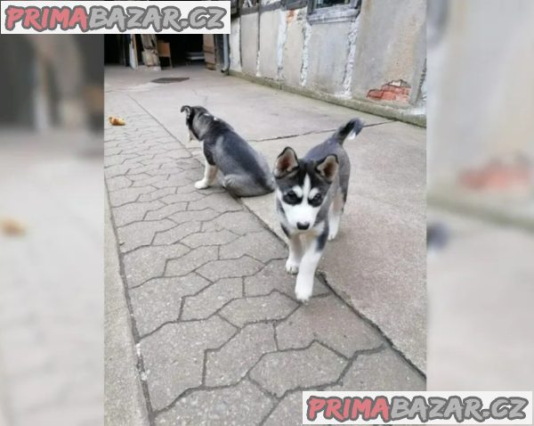 Sibiřský husky-máme k odběru krásné fenky Sibiřský husky-máme k odběru krásné fenky