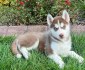 Sibiřský husky-máme k odběru krásné fenky