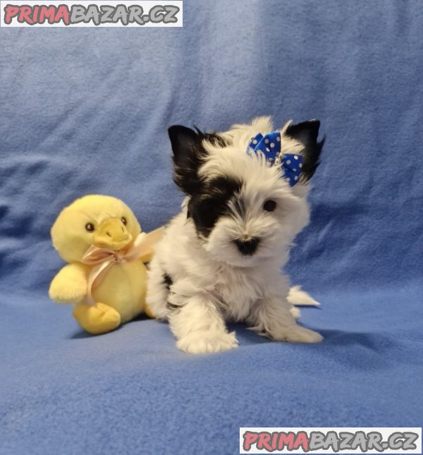 Jorkšírský terirér-jorkšír