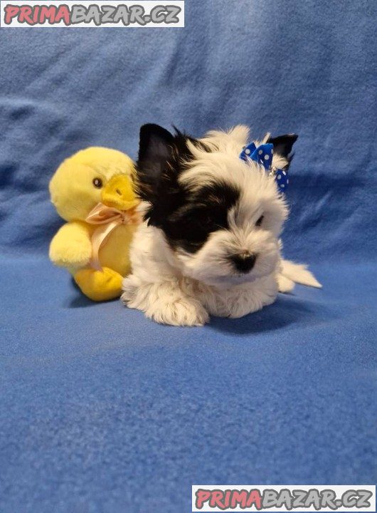 Jorkšírský terirér-jorkšír