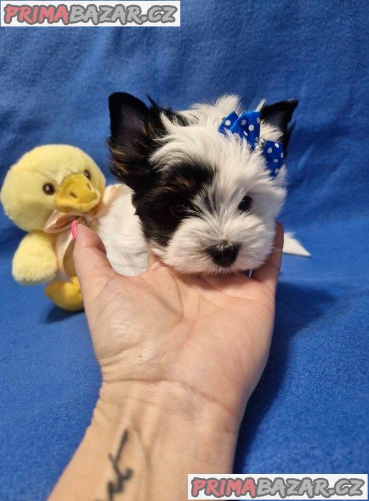 Jorkšírský terirér-jorkšír