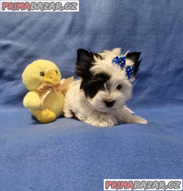 Jorkšírský terirér-jorkšír