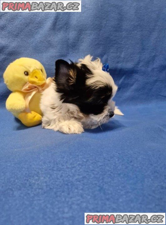 Jorkšírský terirér-jorkšír