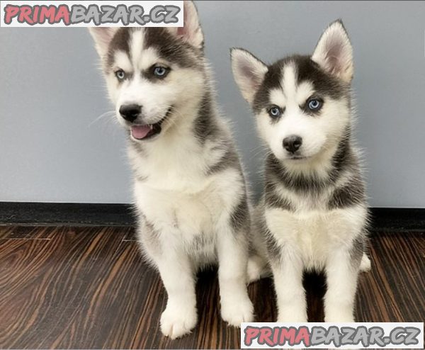 Štěnata Sibiřský husky