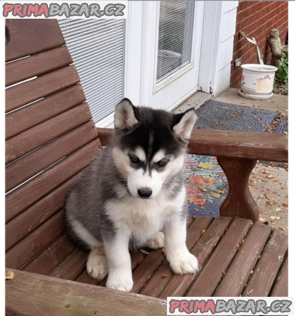 Štěnata Sibiřský husky Štěnata Sibiřský husky