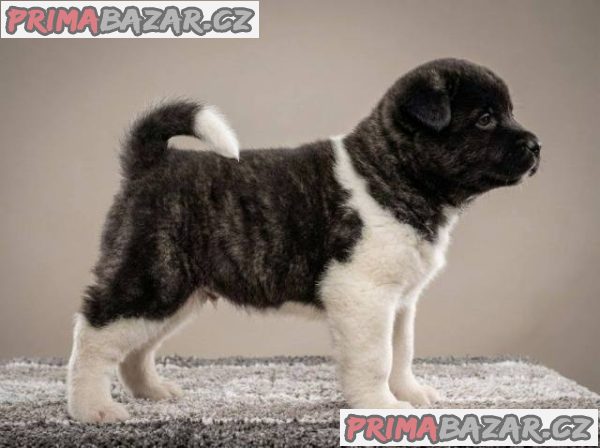 Americká Akita, štěňata s vynikajícími vlastnostmi
