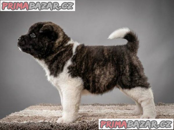 Americká Akita, štěňata s vynikajícími vlastnostmi