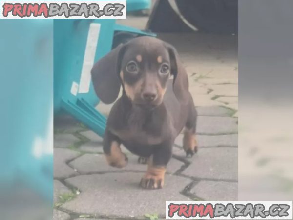 Jezevčík hladkosrstý trpasličí